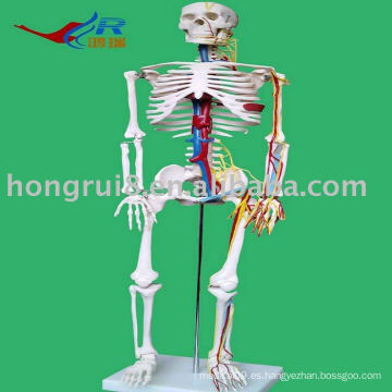Esqueleto humano con modelo cardíaco y vascular, Esqueleto Humano Modelo 85CM